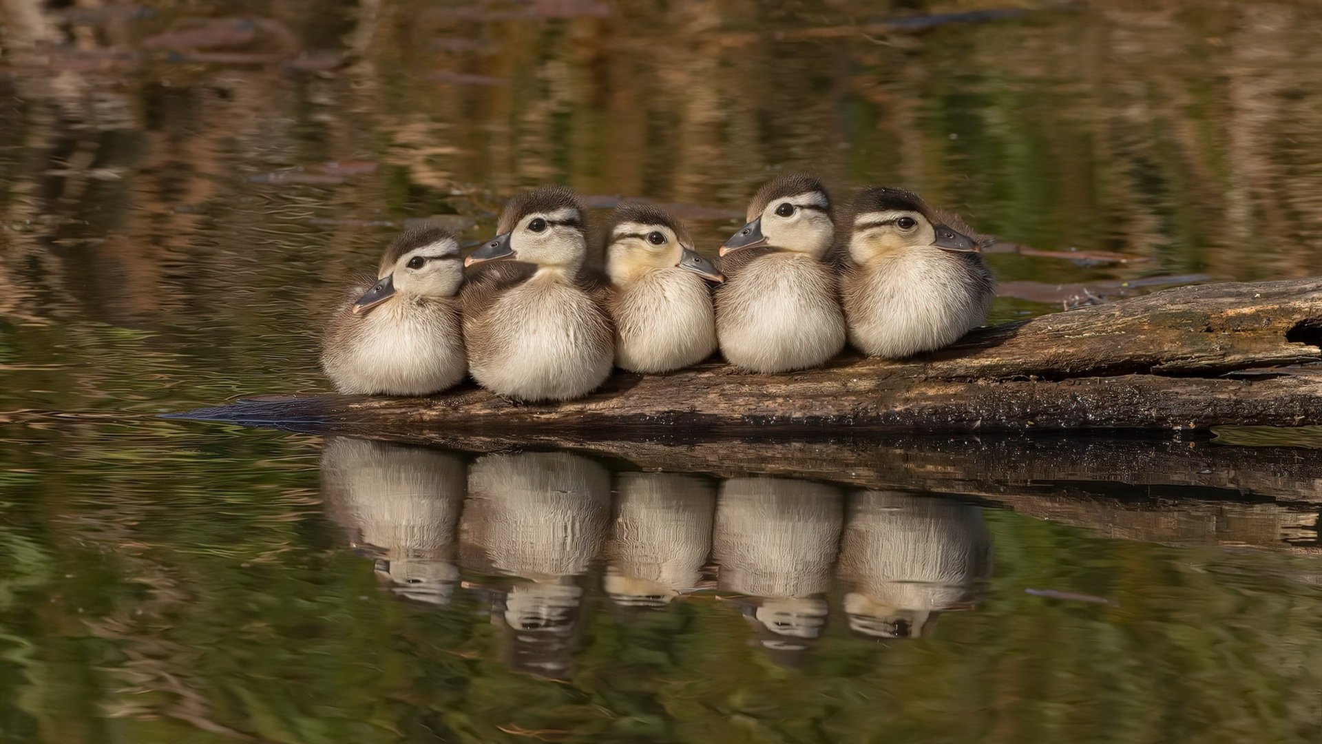 kaiyun体育综合-新星崛起：未来联盟之星的起步与突破，未来之星际联盟 小说